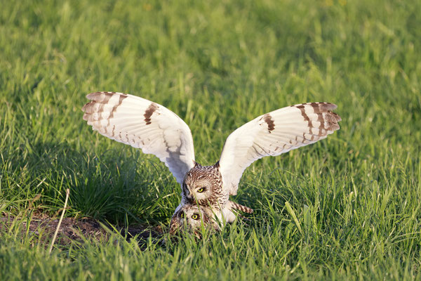Sumpfohreule,Asio flammeus,Short eared Owl 0041
