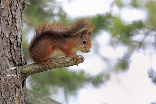 Eichhoernchen,Sciurus vulgaris,Red Squirrel 0009