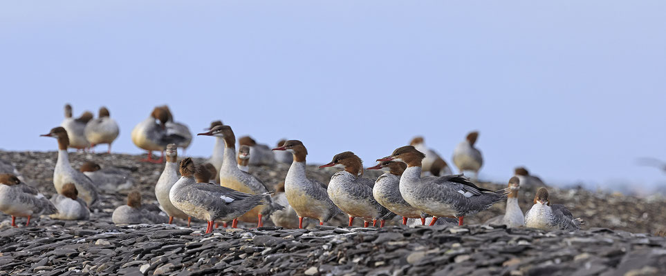 Gaensesaeger , Cammon Merganser , Mergus merganser 0010