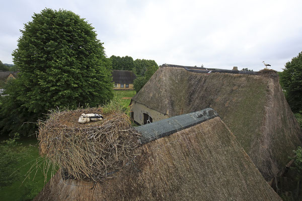 Storchenberingung in Bergenhusen 8687