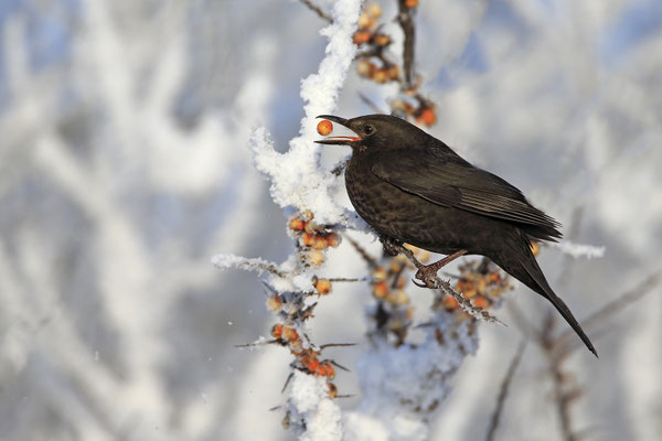 Amsel,Weibchen,Schwarzdrossel,Turdus merula,Blackbird,female,0006