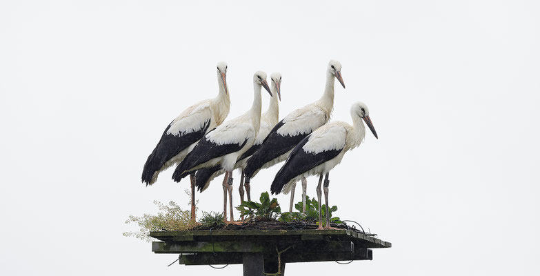 Weissstorch,Weisstorch,White Stork,Ciconia ciconia 0177