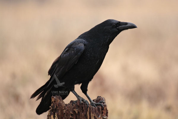 Kolkrabe,Corvus corax,Raven 0001