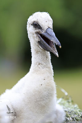 Weissstorch,White Stork,Ciconia ciconia 0128