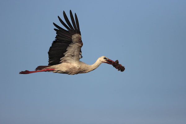 Weissstorch,White Stork,Ciconia ciconia 0012