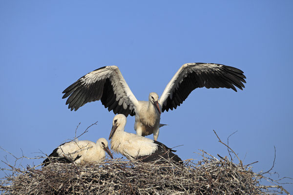 Weissstorch,White Stork,Ciconia ciconiab0088