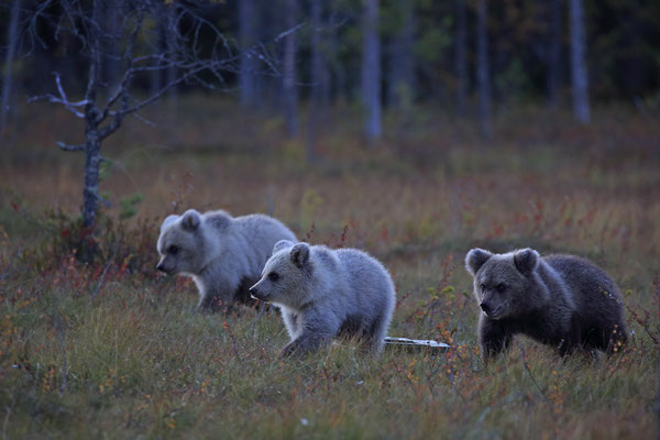 Braunbaer Ursus arctos brown bear 0081