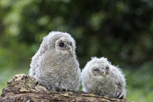 Waldkauz,Strix aluco,Tawny Owl 0002