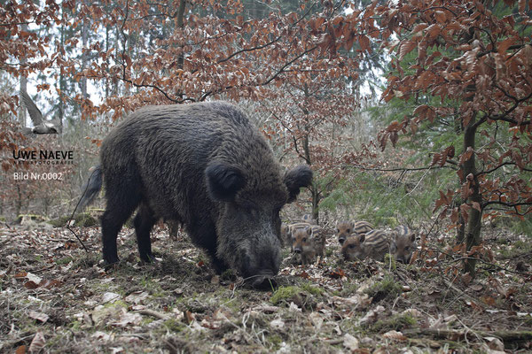 Wildschweinbache,Wild Boar sow,Sus scrofa 0002