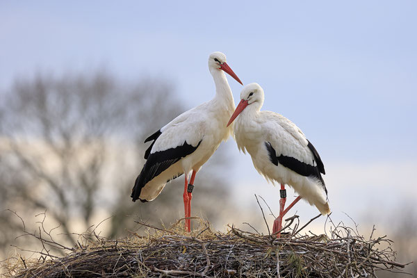Weissstorch,Weisstorch,White Stork,Ciconia ciconia 0144