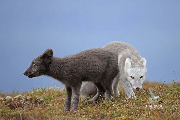 Polarfuchs,Eisfuchs,Arctic Foxes,Alopex lagopus,Vulpex lagopus 0107