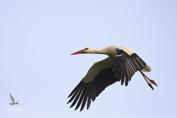 Weissstorch,Weisstorch,White Stork,Ciconia ciconia 0139