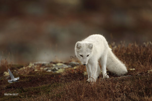 Polarfuchs,Eisfuchs,Arctic Foxes,Alopex lagopus,Vulpex lagopus 0037