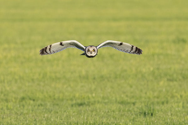 Sumpfohreule,Asio flammeus,Short eared Owl 0038