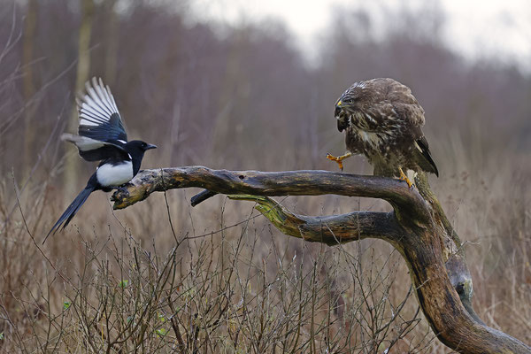 Mäusebussard,Buteo buteo,Common Buzzard 0205