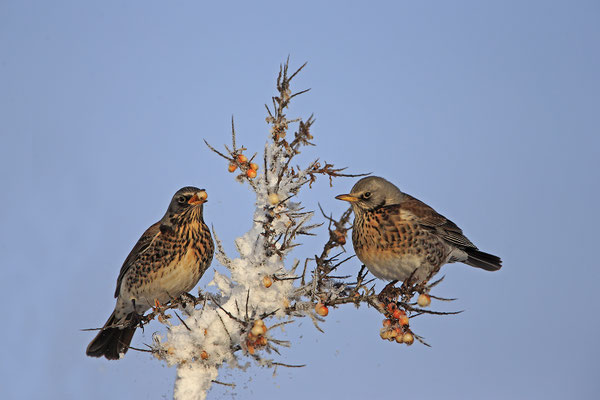 Wacholderdrossel,Turdus pilaris,Fieldfare 0016