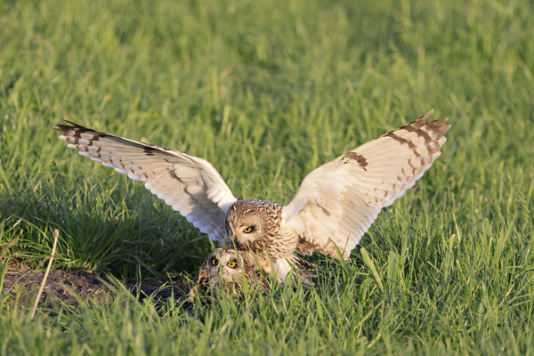 Sumpfohreule,Asio flammeus,Short eared Owl 0043