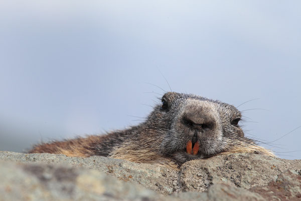 Alpenmurmeltier,Marmota,Marmot 0046