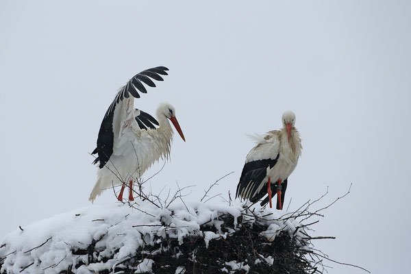 Weissstorch,White Stork,Ciconia ciconia 0117