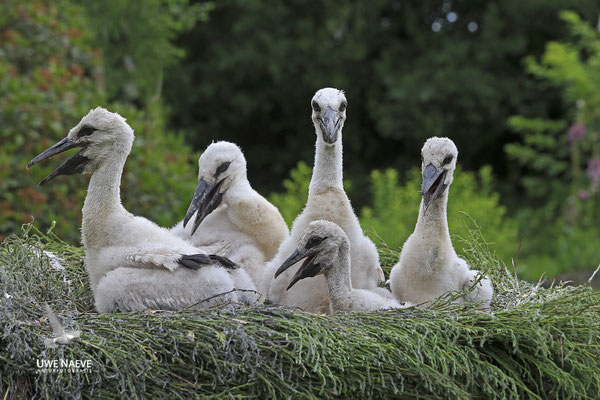 Weissstorch,White Stork,Ciconia ciconia 0123