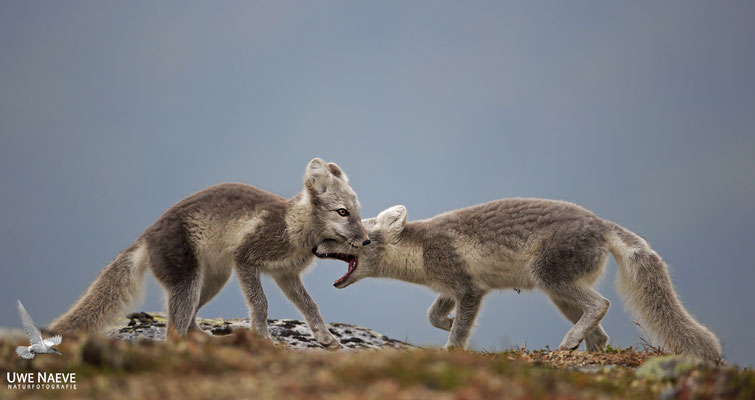 Polarfuchs,Eisfuchs,Arctic Foxes,Alopex lagopus,Vulpex lagopus 0095