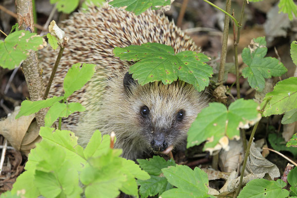 Europaeischer Igel,European Hedgehog,Erinaceus europeas 0040