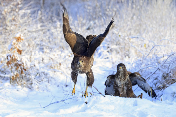 Mäusebussard,Buteo buteo,Common Buzzard 0267