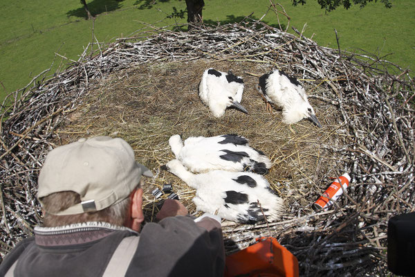 Weissstorch,Jungvoegel,Weisstoerche,White Stork young Birds,Ciconia ciconia 0073