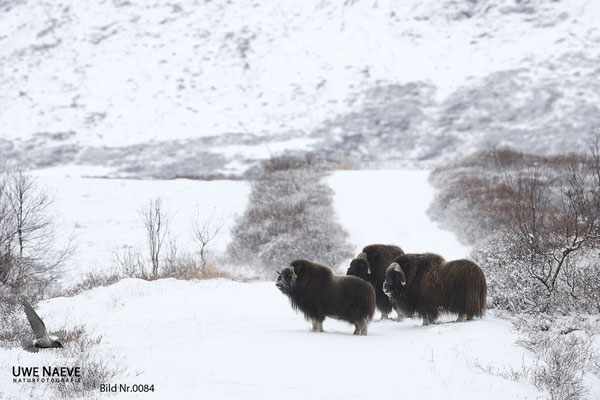 Moschusochse,Muskox,Ovibus moschatus,0084