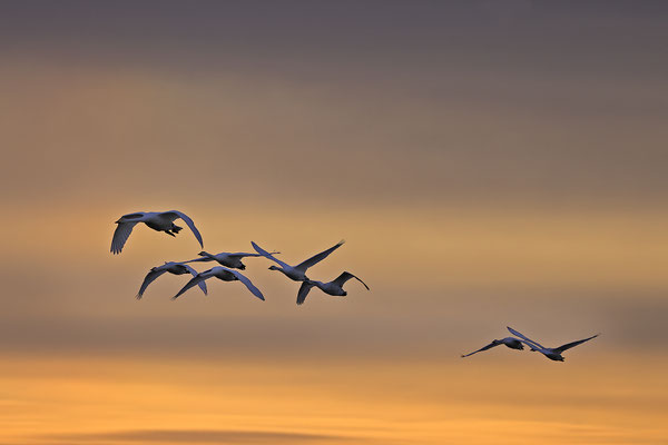 Zwergschwan,Cygnus bewickii,Bewicks Swan 0158