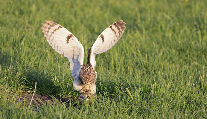 Sumpfohreule,Asio flammeus,Short eared Owl 0042