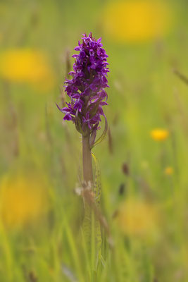 Breitblaettriges Knabenkraut,Dactylorhiza majalis 0004