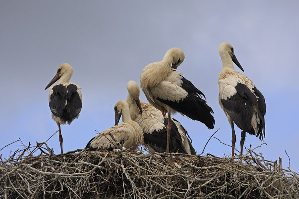 Weissstorch,White Stork,Ciconia ciconia 0115