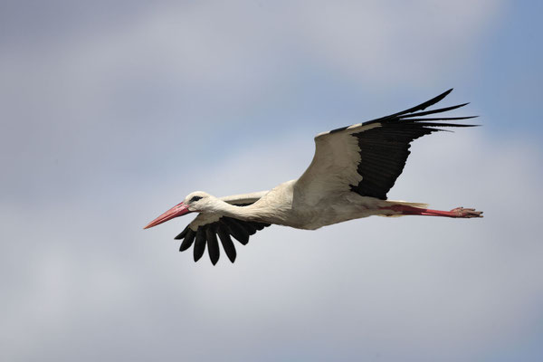 Weissstorch,White Stork,Ciconia ciconia 0010
