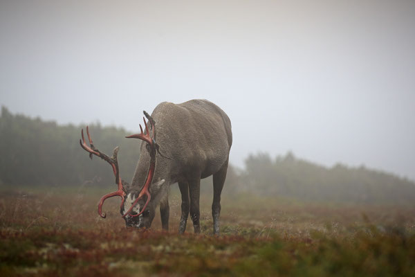 Ren Rentier Rangifer tarandus Reindeer 0054
