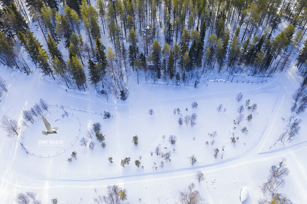 Bäume im Schnee 0083