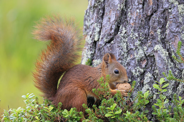 Eichhoernchen,Sciurus vulgaris,Red Squirrel 0037