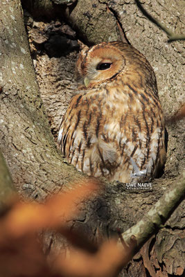 Waldkauz,Strix aluco,Tawny Owl 0036