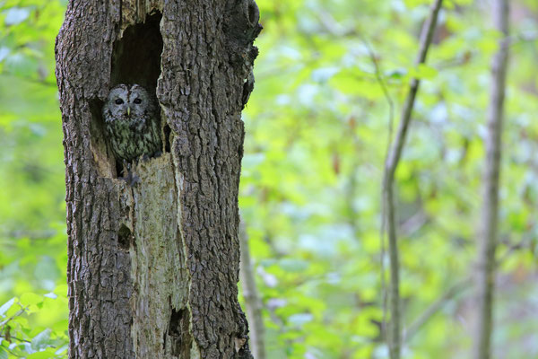 Waldkauz,Strix aluco,Tawny Owl 0022