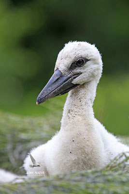 Weissstorch,White Stork,Ciconia ciconia 0129