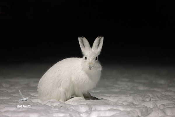 Schneehase,Lepus timidus 0001