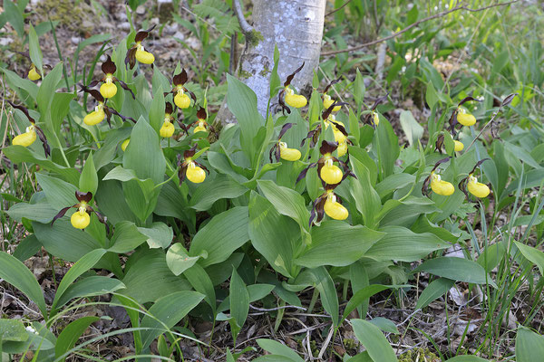 Gelber Frauenschuh,Cypripedium calceolus,yellow lady s slipper orchid 0012