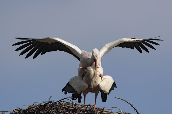Weissstoerche,White Stork,Ciconia ciconia 0051