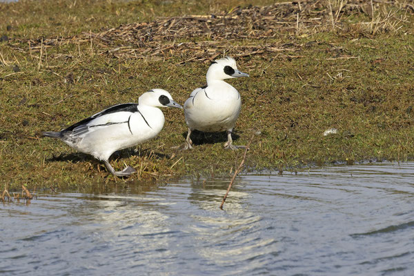 Zwergsäger, Mergellus albellus,smew 0002