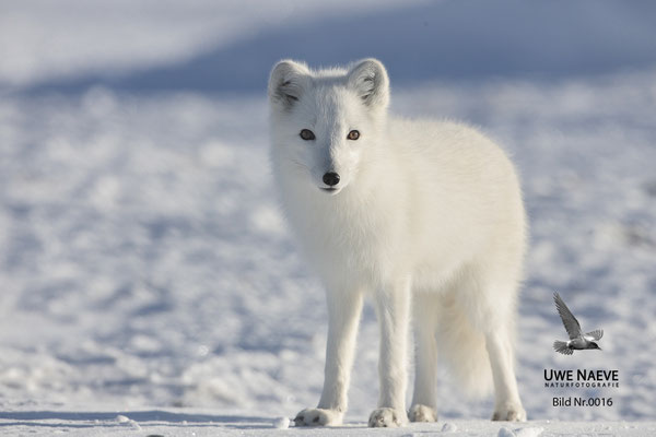 Polarfuchs,Eisfuchs,Arctic Foxes,Alopex lagopus,Vulpex lagopus 0016