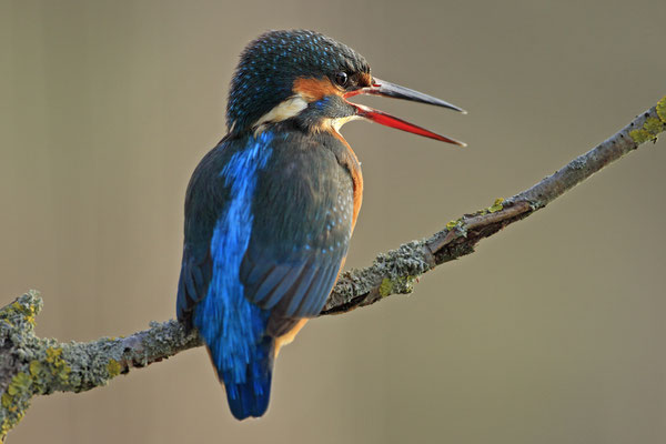 Eisvogel,Alcedo atthis,River King fisher 0034