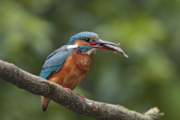 Eisvogel,Alcedo atthis,River King fisher 0009