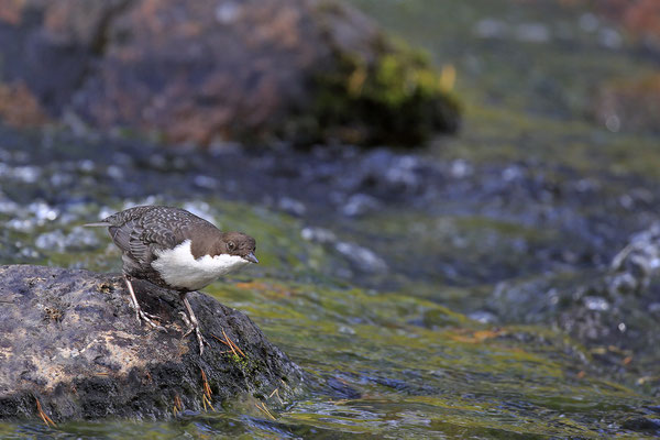 Wasseramsel,Cinclus cinclus,Water-blackbird 0014