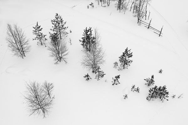 Bäume im Schnee 0176