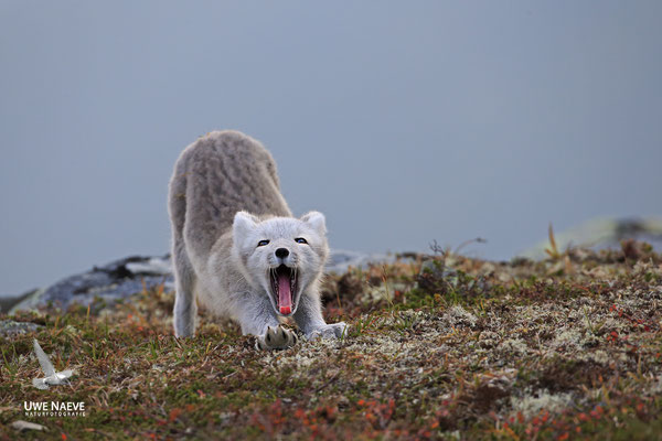 Polarfuchs,Eisfuchs,Arctic Foxes,Alopex lagopus,Vulpex lagopus 0084